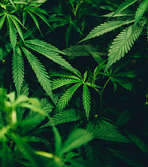 Diabetes and Marijuana - plant