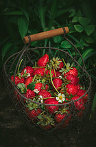 What are the health benefits of strawberries - container of strawberries