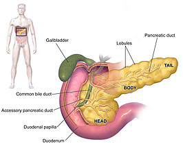 What to do when blood sugar spikes - pancreas