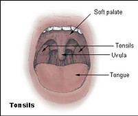 What Is The Immune System And What Does It Do? - tonsils